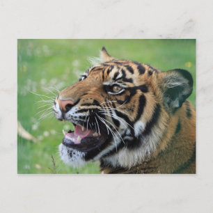 Tiger Showing Teeth Postcard