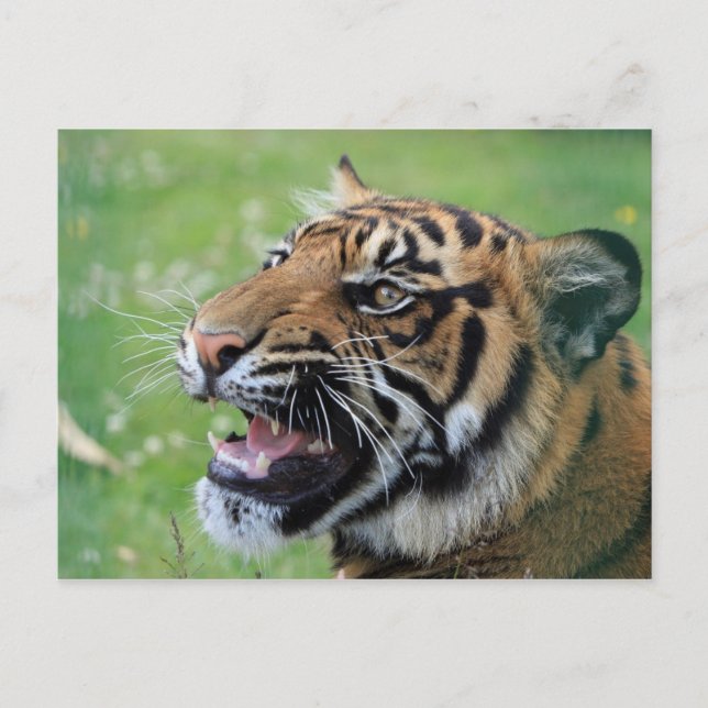 Tiger Showing Teeth Postcard (Front)