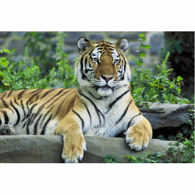 Tiger, Siberian Standing Photo Sculpture (Front)