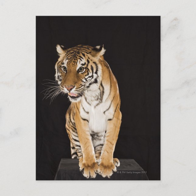 Tiger sitting on platform 2 postcard (Front)