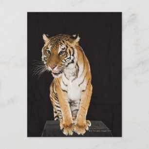 Tiger sitting on platform 2 postcard