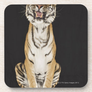 Tiger sitting on platform coaster
