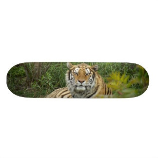 bicycle tiger deck