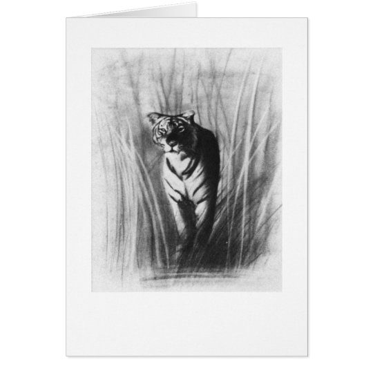 Tiger sketch card