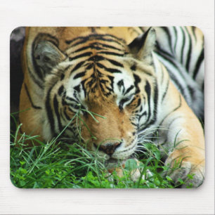 Tiger Sleeping in grass Mousepad
