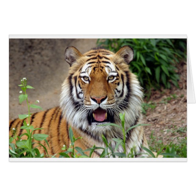 Tiger Smile (Front Horizontal)