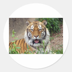 Tiger Smile Classic Round Sticker