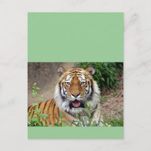 Tiger Smile Postcard