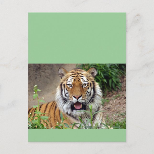 Tiger Smile Postcard (Front)