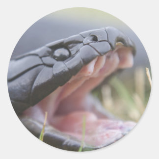 Tiger Snake Classic Round Sticker