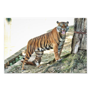 Tiger snarling print
