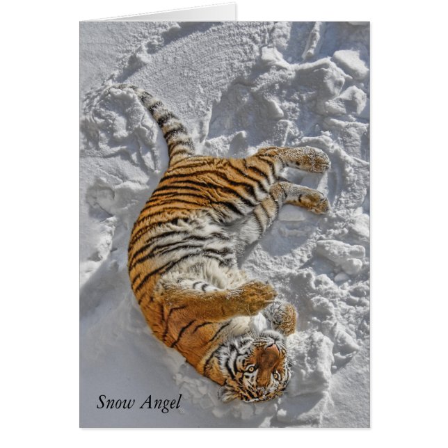 Tiger "Snow Angel" (Front)