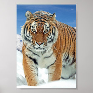 Tiger Snow Mountains Nature Winter Photo Poster