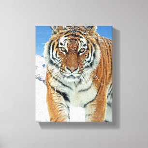 Tiger Snow Mountains Winter Nature Photo Canvas Print