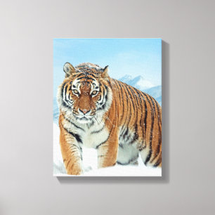 Tiger Snow Mountains Winter Nature Photo Canvas Print