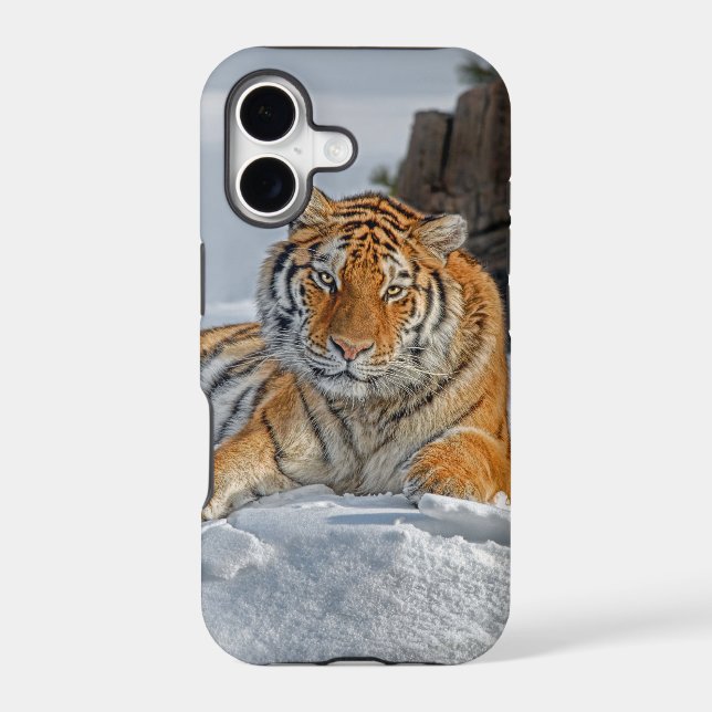 Tiger Snow Portrait (Back)