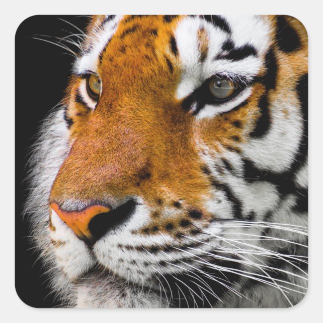 Tiger Square Sticker (Front)