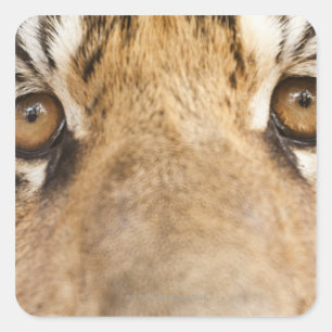 Tiger Square Sticker