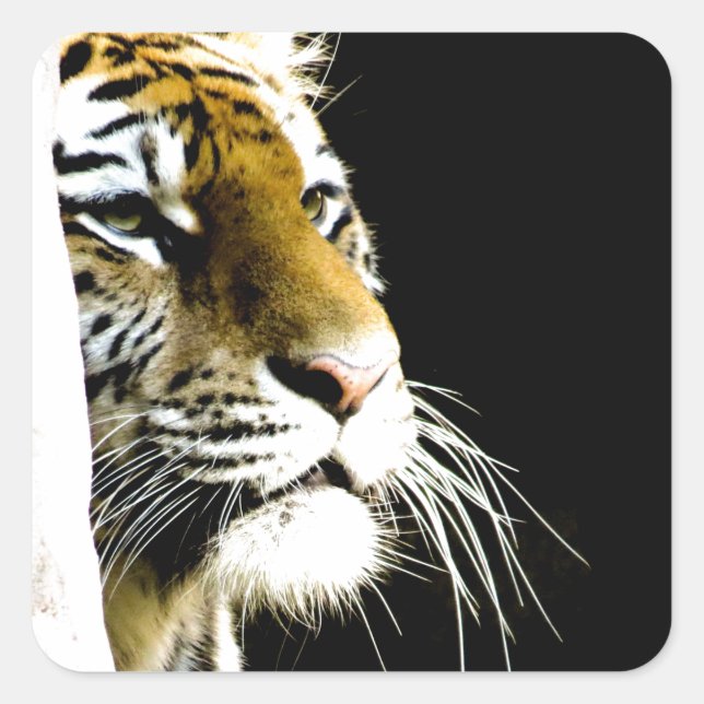 Tiger Square Sticker (Front)