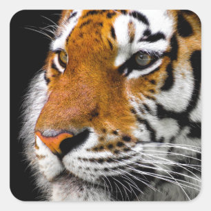 Tiger Square Sticker