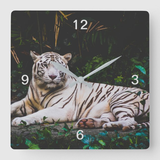 Tiger Square Wall Clock (Front)