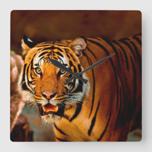 Tiger Square Wall Clock
