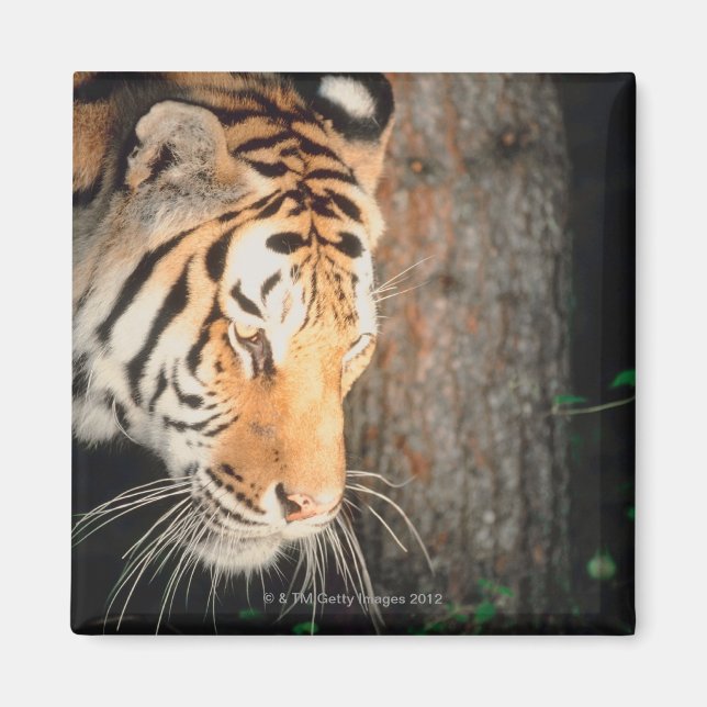 Tiger stalking magnet (Front)