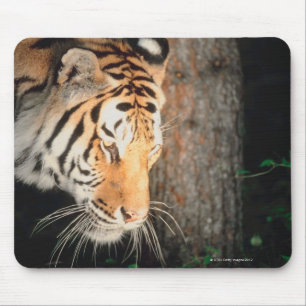 Tiger stalking mouse mat