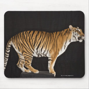 Tiger standing on platform mouse mat