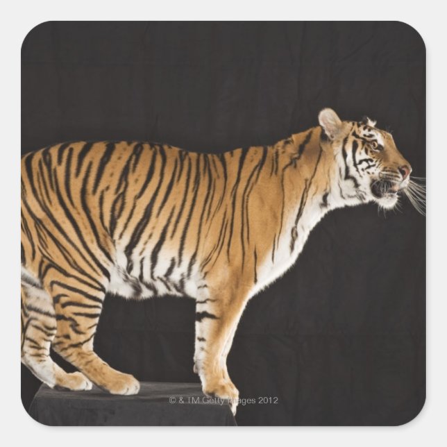 Tiger standing on platform square sticker (Front)
