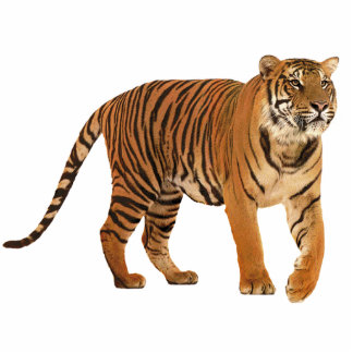 tiger standing photo sculpture
