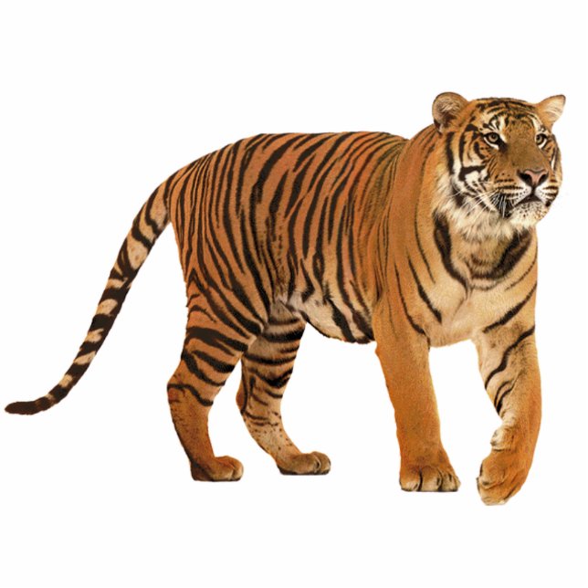 tiger standing photo sculpture (Front)