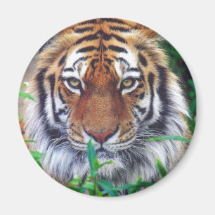 Tiger Stare Magnet