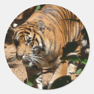 Tiger sticker