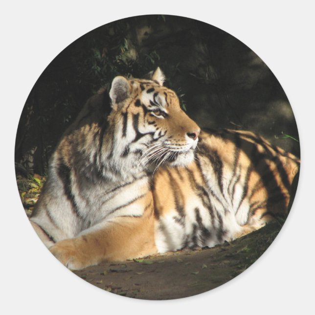 Tiger Sticker (Front)