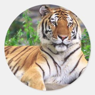 Tiger Sticker