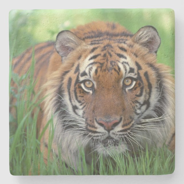 Tiger Stone Coaster (Front)
