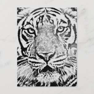Tiger strength_ postcard