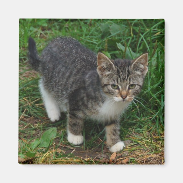 Tiger Striped Kitten Magnet (Front)