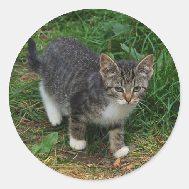 Tiger Striped Kitten Stickers (Front)