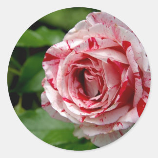 Tiger Stripes Rose Classic Round Sticker