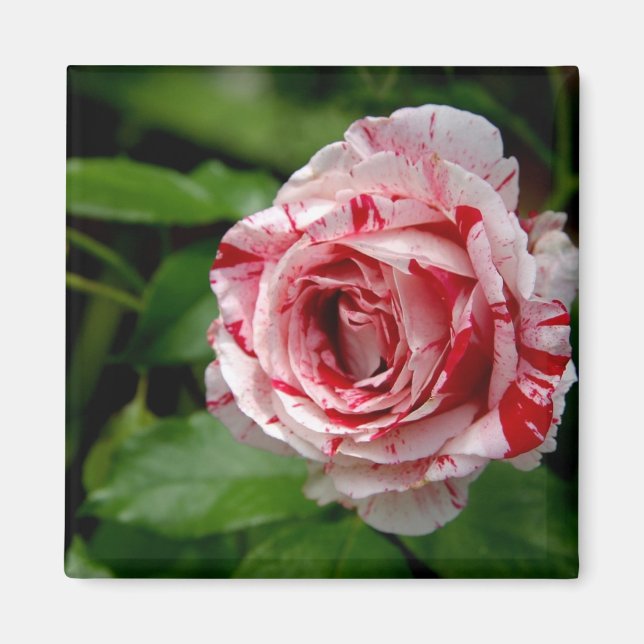 Tiger Stripes Rose Magnet (Front)