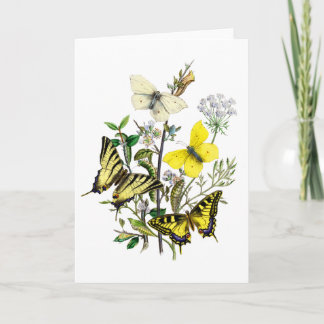 Tiger Swallowtail Butterflies Card