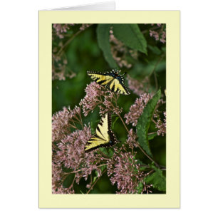 Tiger Swallowtail Butterflies on Joe Pye Weed