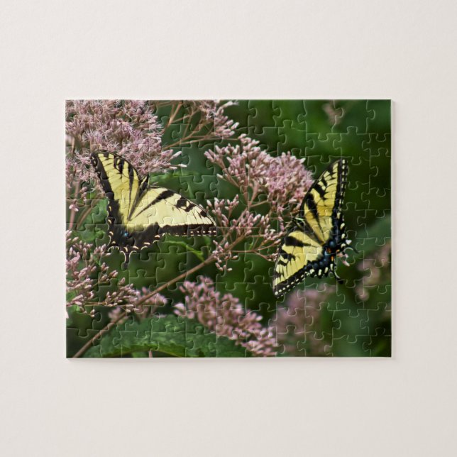 Tiger Swallowtail Butterflies on Joe Pye Weed Jigsaw Puzzle (Horizontal)