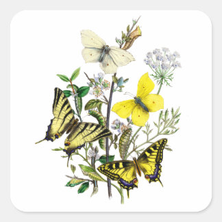 Tiger Swallowtail Butterflies Square Sticker