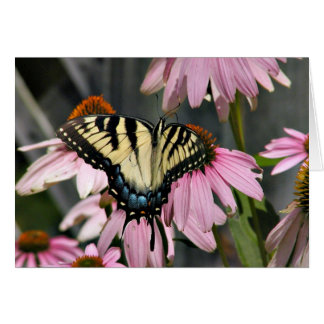 Tiger swallowtail butterfly