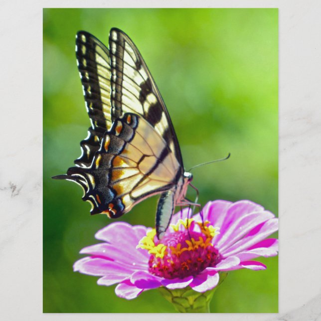 Tiger Swallowtail Butterfly (Front)