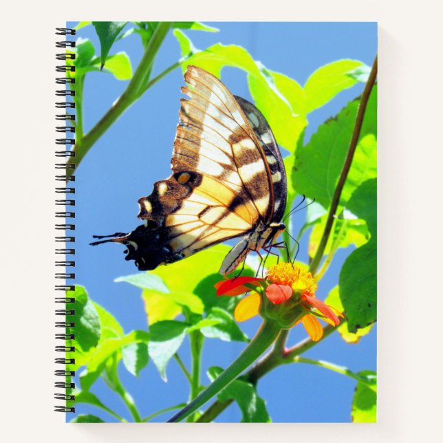 Tiger Swallowtail Butterfly - 8.5 x 11, 8.5 x 8.5, Notebook (Front)