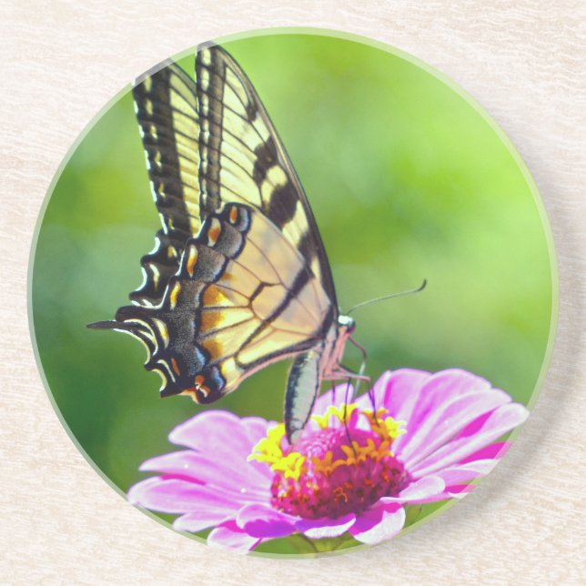 Tiger Swallowtail Butterfly Coaster (Front)